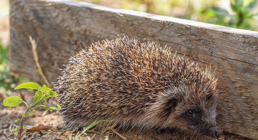Figyeljünk a sünikre a tavaszi kerti munkák alatt