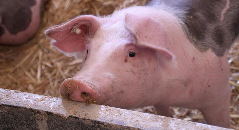 Figyelem, új feltételek a sertés állatjóléti támogatásoknál!