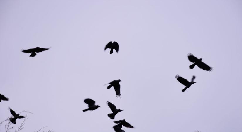 Tömegesen szelik az eget a madarak, de mi erre magyarázat?