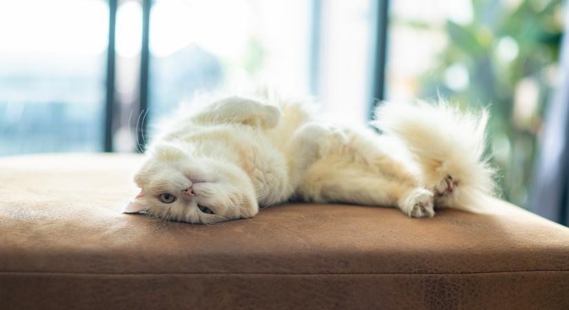 Tavaszi bundaváltás: így kezeld cicád vedlését