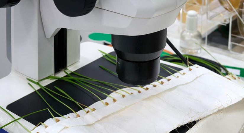 Amiért a külföldi szakemberek is Budapestre jönnek: világszínvonalú vetőmag-minősítés Magyarországon