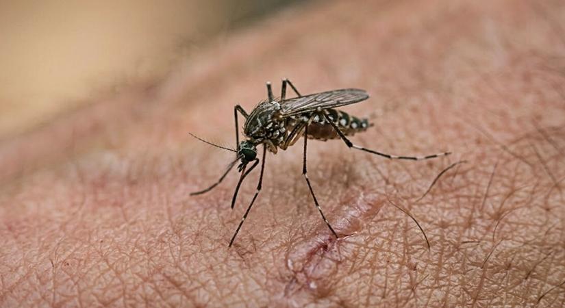 Sosem csípnek meg többé? Ez a 200 forintos patikai csodaszer a szúnyogok valódi ellensége
