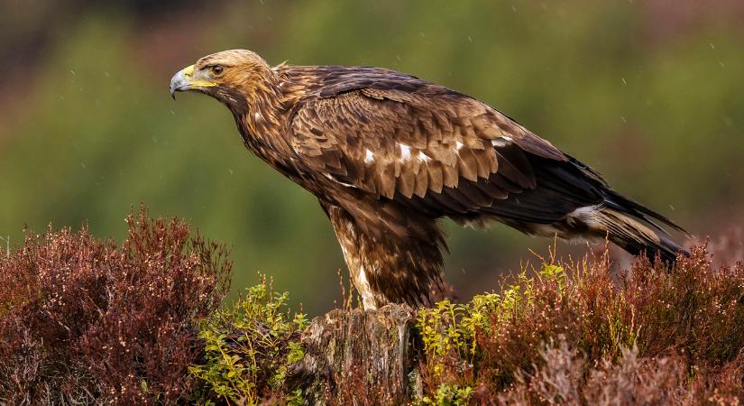 Kivágták a fákat a védett erdőrészen, csak azt hagyták meg, amelyen egy rétisas fészkelt