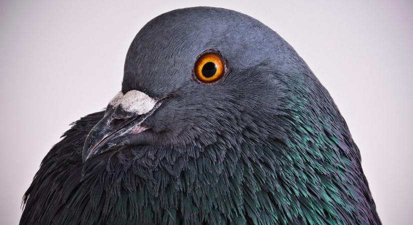 Egy férfi három évig nyitva hagyta az ablakot: amikor hazatért, majdnem agyvérzést kapott