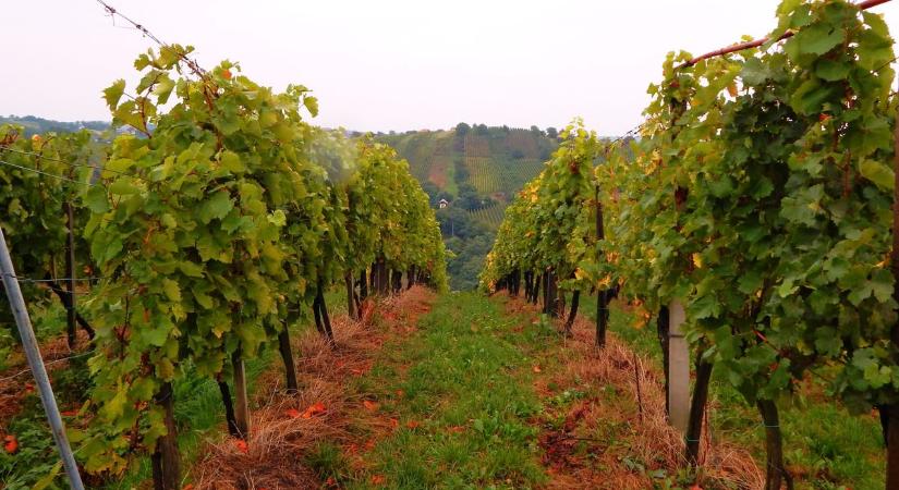 Ennyi volt! - a szakember szerint vége a hobbi szőlőtermesztésnek Zalában!