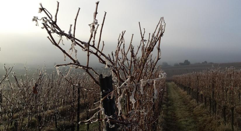 Szőlőd van? Most dől el, mennyi termésed lesz