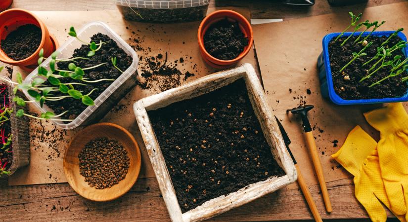 Milyen földet válasszunk a palántaneveléshez?
