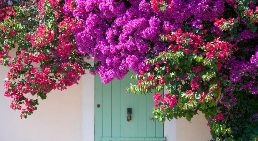 Erre cseréld a muskátlit idén! Soha nem hagyja abba a virágzást ez a fantasztikus futónövény!