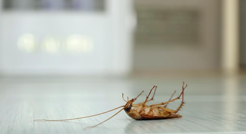 Csótánycsapdák – Teljes útmutató a konyhai csótányok ellen