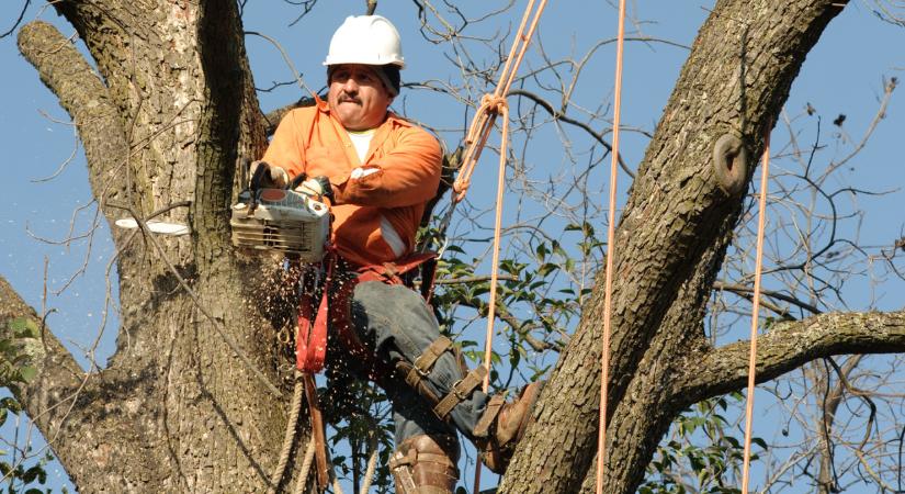 Fotókon a szörnyű pusztítás: letaroltak egy erdőt a Szigetközben egy rétisas fészke körül