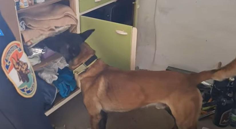 Pozitív lett a drogteszt: a munkahelyén csaptak le a 41 éves férfira ( videó)