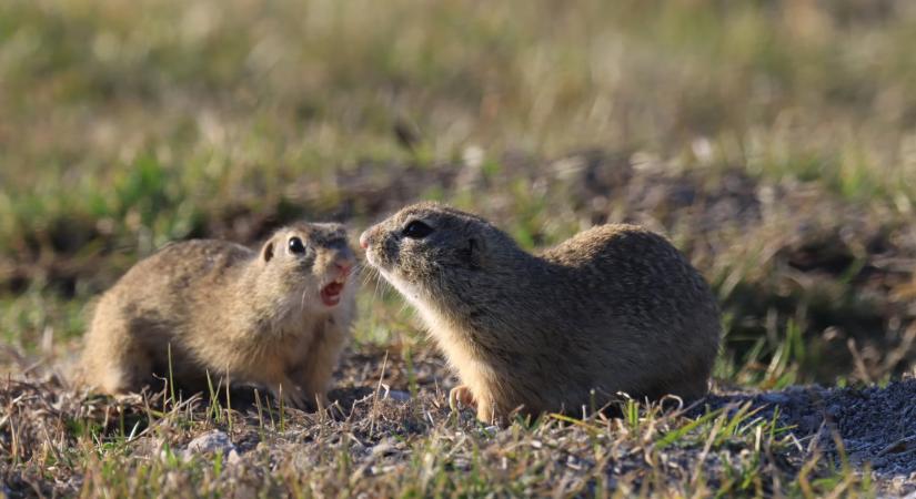 Szelesen indul a hét
