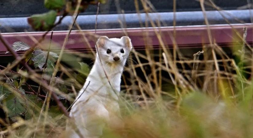 Ritka állat tűnt fel Somogyban – a videó pillanatok alatt elterjedt