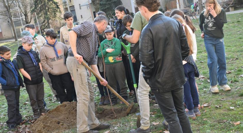 Viharban kidőlt fákat pótoltak a vásárhelyi cserkészek a Rudnay utcán