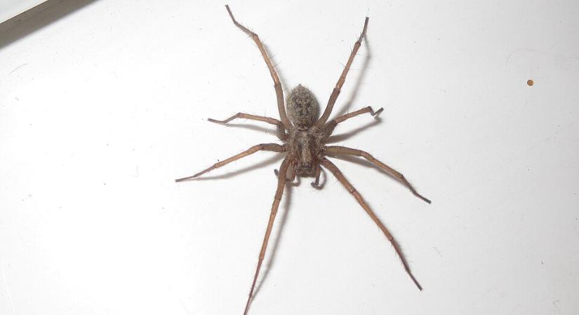 Nem minden pók ellenség – mit keresnek a zugpókok a lakásainkban?