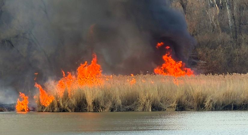 Pokoli tűz: hatalmas lángokkal égett a nádas VIDEÓ