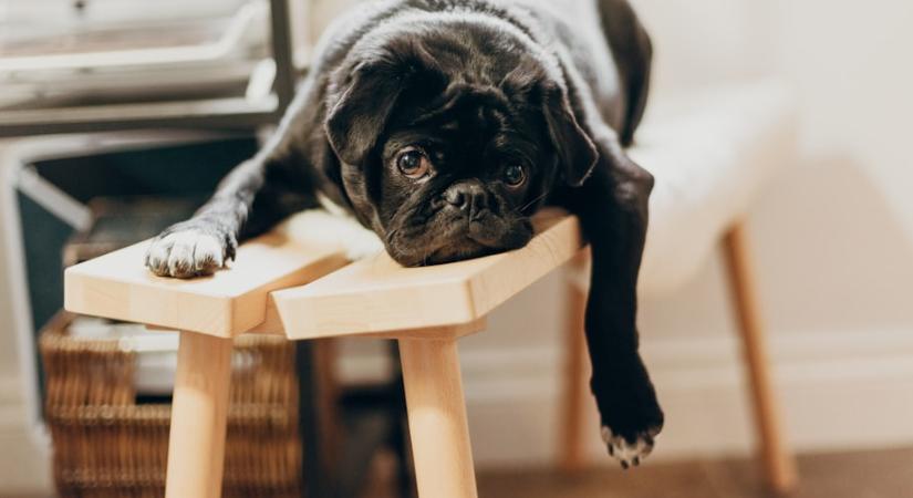 Amikor a kutyád sóhajt egy nagyot, ezt jelzi neked