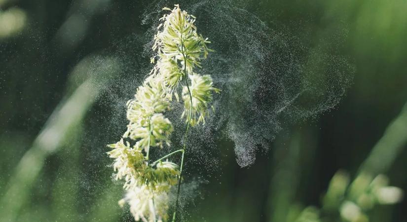 Polleninvázió: már most tombol az allergiás szezon