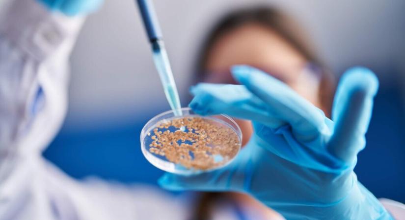 ISTA workshopot tartanak Budapesten