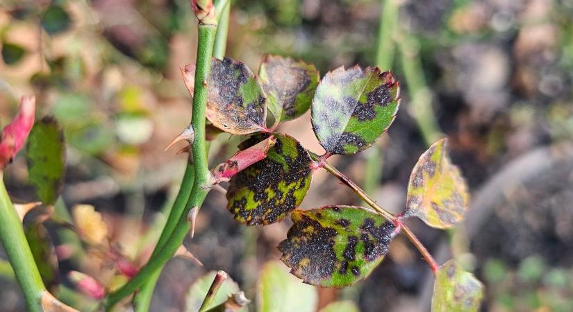 Júliusra kopaszra sülhetnek a rózsabokrok? Most dől el a csillagrozsda sorsa