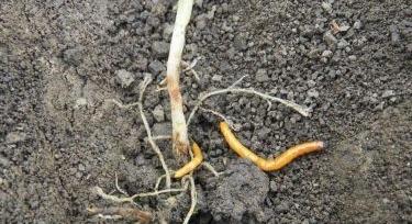 Talajfertőtlenítési megoldások a drótférgek ellen