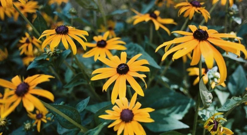 Gyönyörű kert tavaszra: ezeket a virágokat ültesd most