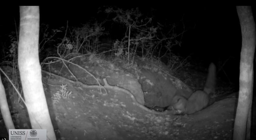 Páratlan videó készült arról, amint egy róka elejt egy farkast