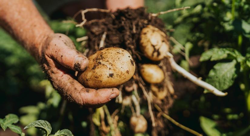 Nincs, aki szüreteljen: megoldás érkezhet Indiából a magyar kertekbe KÉRDŐÍV