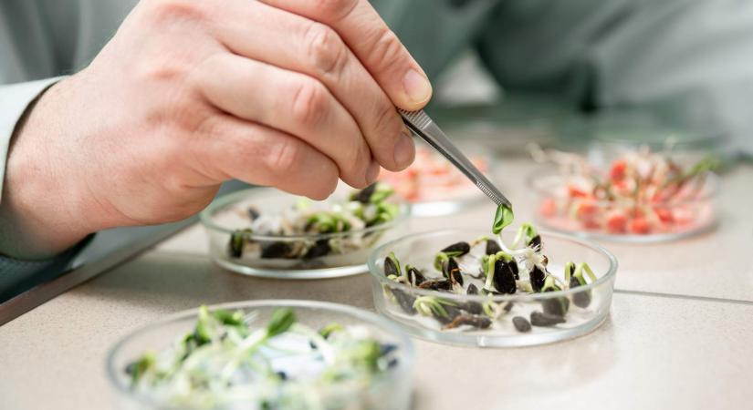 Nemzetközi vetőmag-mintavételi workshop: 15 országból érkeznek szakemberek Magyarországra