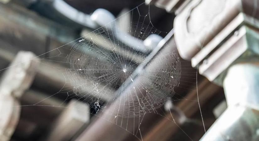 Pókok a lakásban? Ezt fújd az ablakra, hogy eltűnjenek