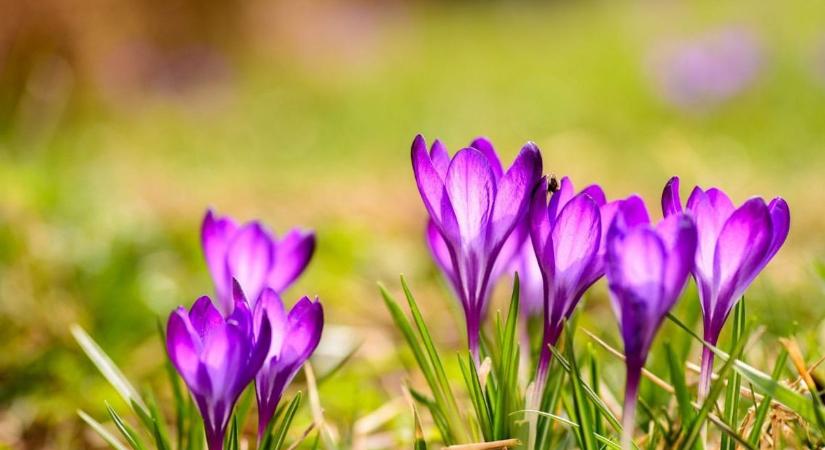 Élvezzük a tavaszt, se csapadék, se reggeli fagy, csak napsütés