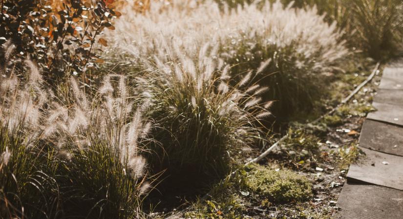 Eljött a díszfüvek visszavágásának ideje, mutatjuk, hogyan csinálja jól