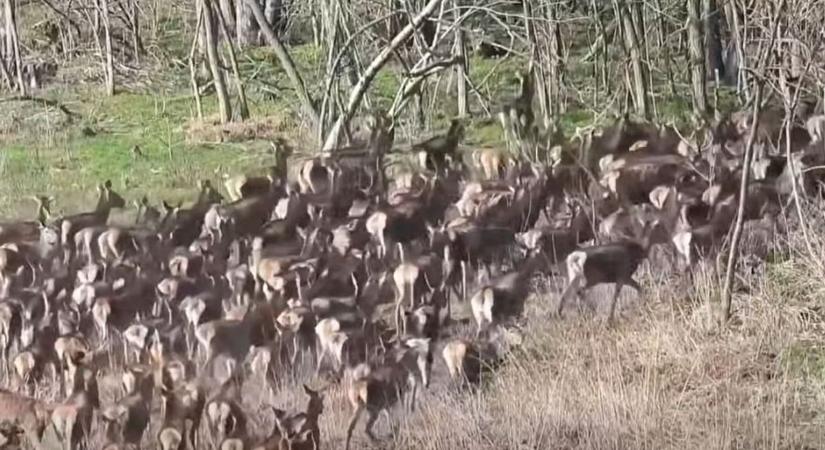 Drón örökítette meg a hatalmas szarvasrudlit Somogyban