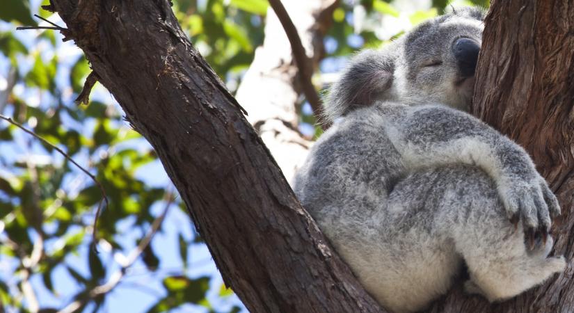 A koalák élőben cáfolják, hogy a beltenyésztés egyenes út a kihaláshoz