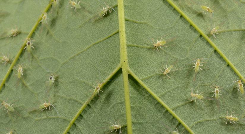 Levéltetű-invázió: akkora a baj, hogy visszahoznák a tiltott hatóanyagot a spanyolok