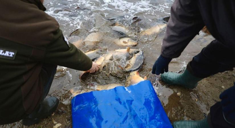 Folytatódik a haltelepítés márciusban a Jászkunságban