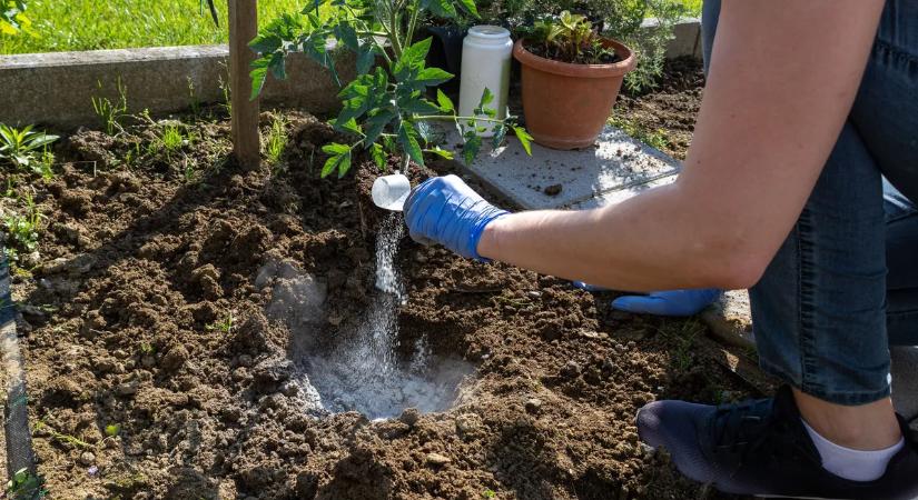 Tökéletes konyhakertre vágysz? Ezeket kell elvetni márciusban