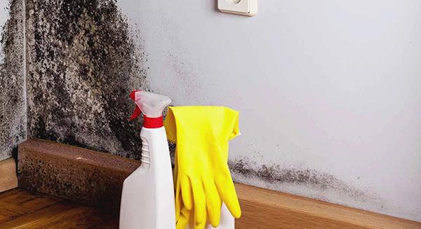 A penészes fal oka és kezelése