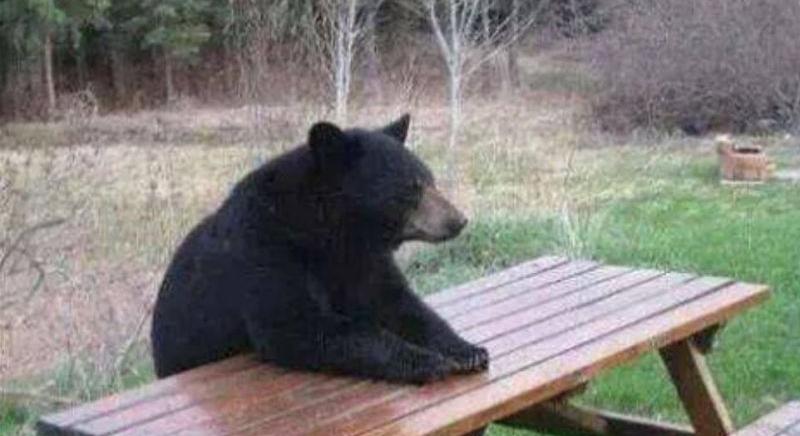 Medve hozza a frászt a magyar falu lakóira