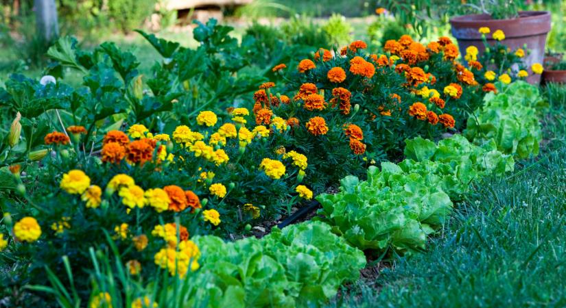 Ezt a 3 növényt ültesd a kertbe: ingyen elvégzik helyetted a piszkos munkát