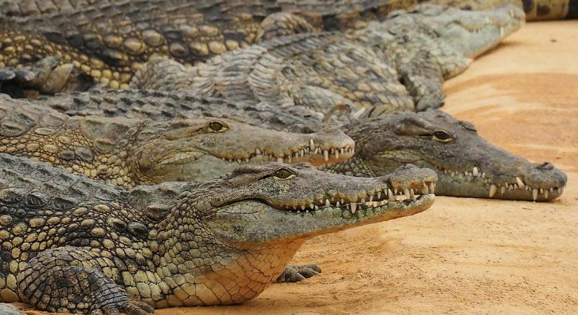 Ausztráliában elleptek mindent a krokodilok, egyre nagyobb veszélyt jelentenek a lakosságra