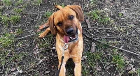 Vidd haza Sonkát, de ne csak húsvétra!