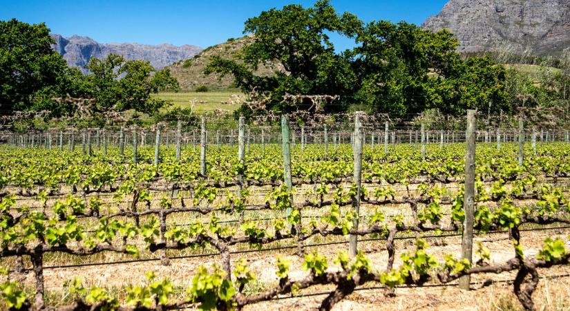 Aranyat érnek a zártkertek? Brutális árugrást hozott az Otthon Start