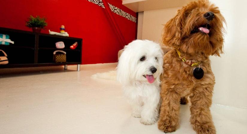 A menhelyek megteltek: étel és víz nélkül hagyják hátra kutyáikat és macskáikat a Dubajból menekülő külföldiek