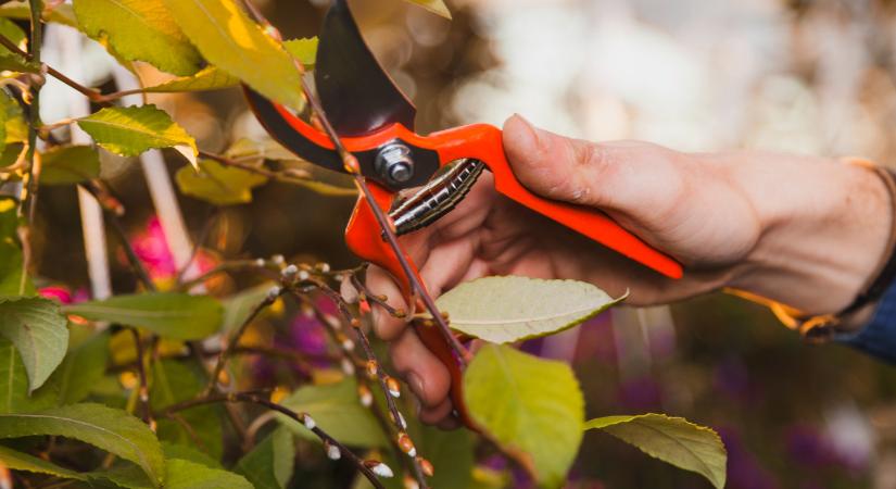 Tavaszi metszés: mutatjuk, mihez ne nyúljon a metszőollóval