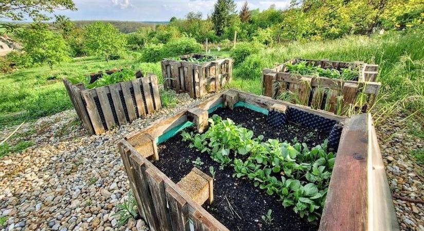 Egri kertész mondja a bomba magaságyás titkát: csak győzd szedni a bő termést, ha így rakod össze