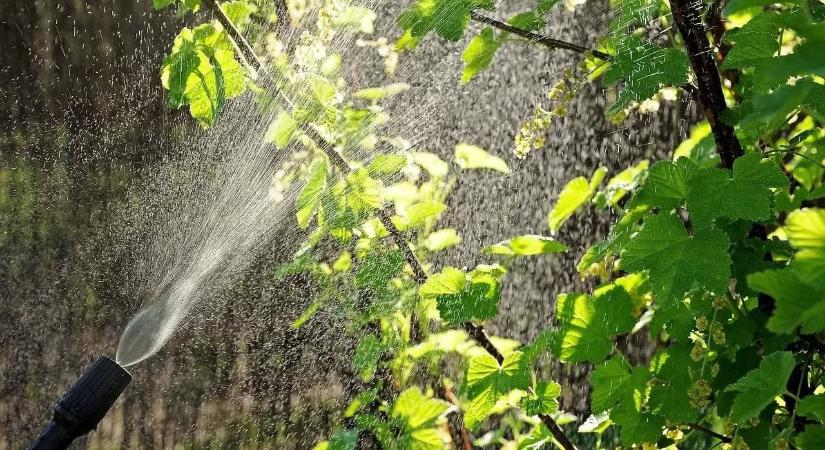 Permetezik a városi fákat Győrben – éjszakai munkára kell számítani