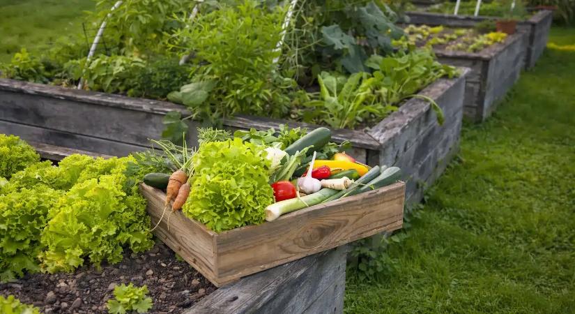 5 kezdőbarát zöldség, ami jól fejlődik az emelt ágyásokban
