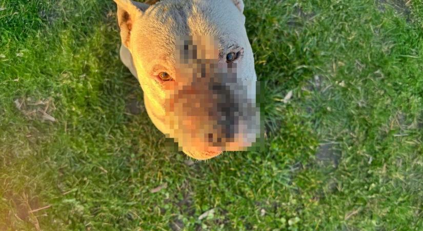 Új fejlemények a lengyeltóti kutyatámadás ügyében: megszólalt az állatmentő alapítvány elnöke és a jegyző is