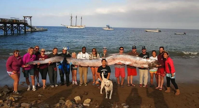 Vérfagyasztó ítéletnapi lényeket vetett partra a víz
